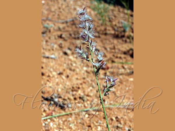 Persian Pappus-Grass